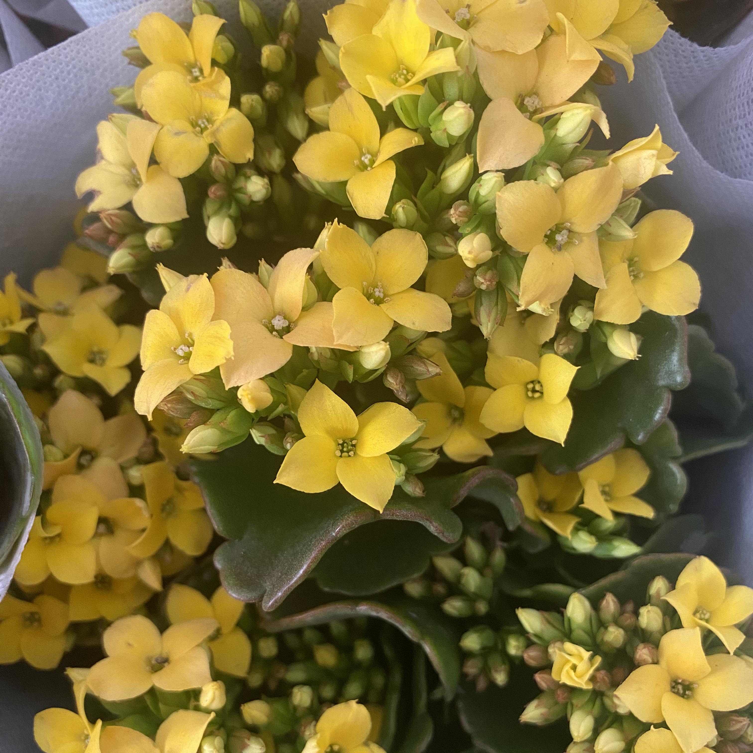 【雷诗园艺】岩丁长寿花-艾拉