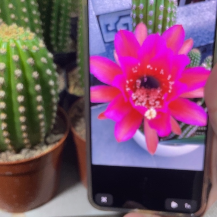 仙人球直立金妞紫罗兰一个