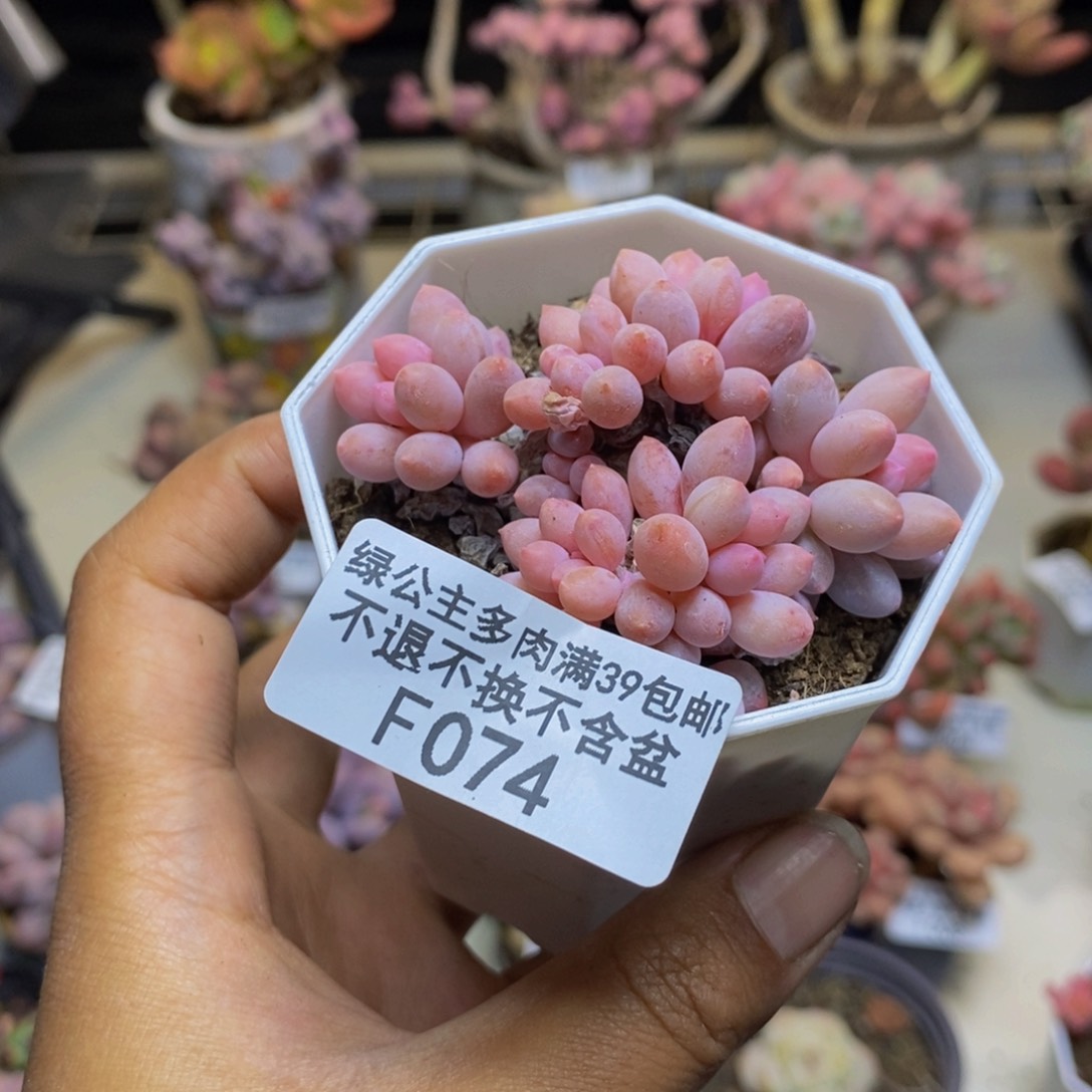 074婴儿手指多肉5c m