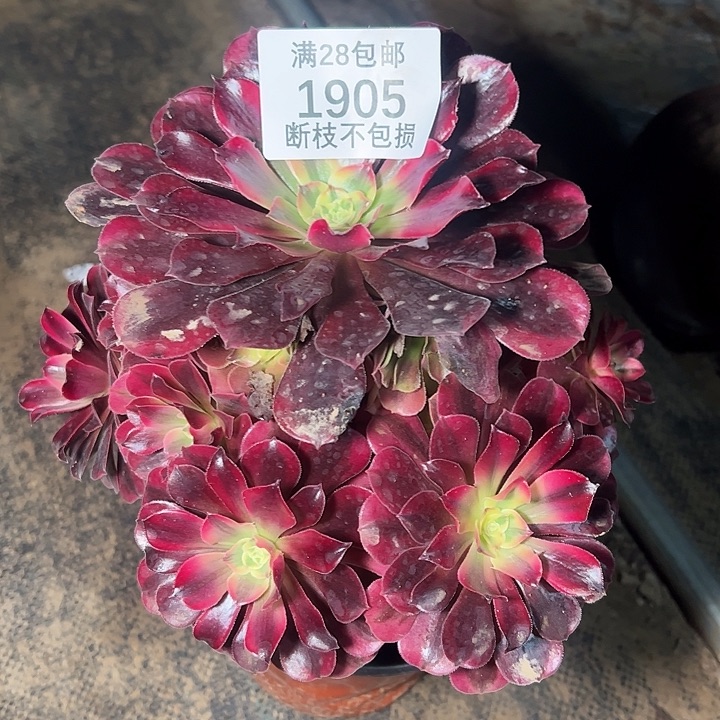1905蛇毒美杜莎多肉植物