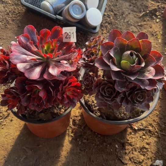 平***乐法师2颗4号棚291多肉植物