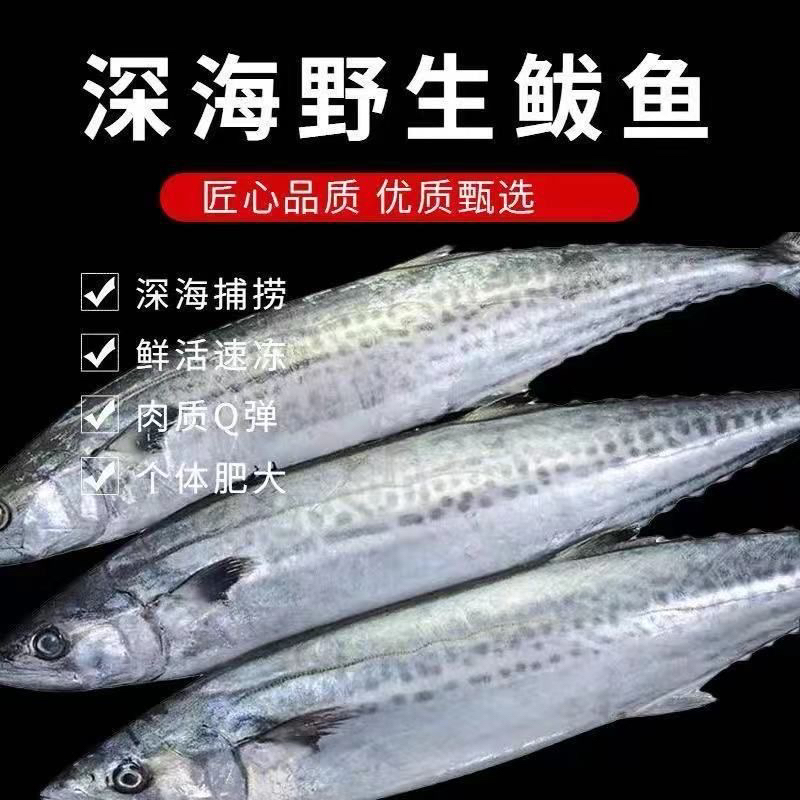 【表嫂家】野生新鲜燕鲅鱼 马鲛鱼 8-9条/4斤 顺丰冷链包邮