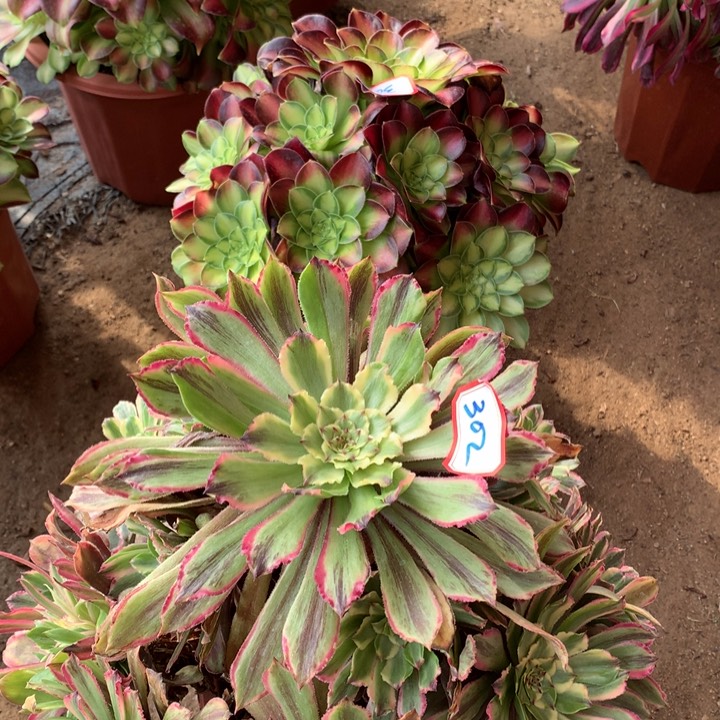 不包损302号花脸粉黛韶华