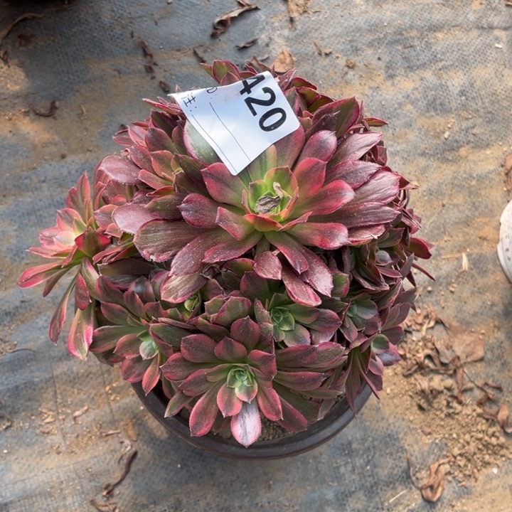 多肉安纳法师420