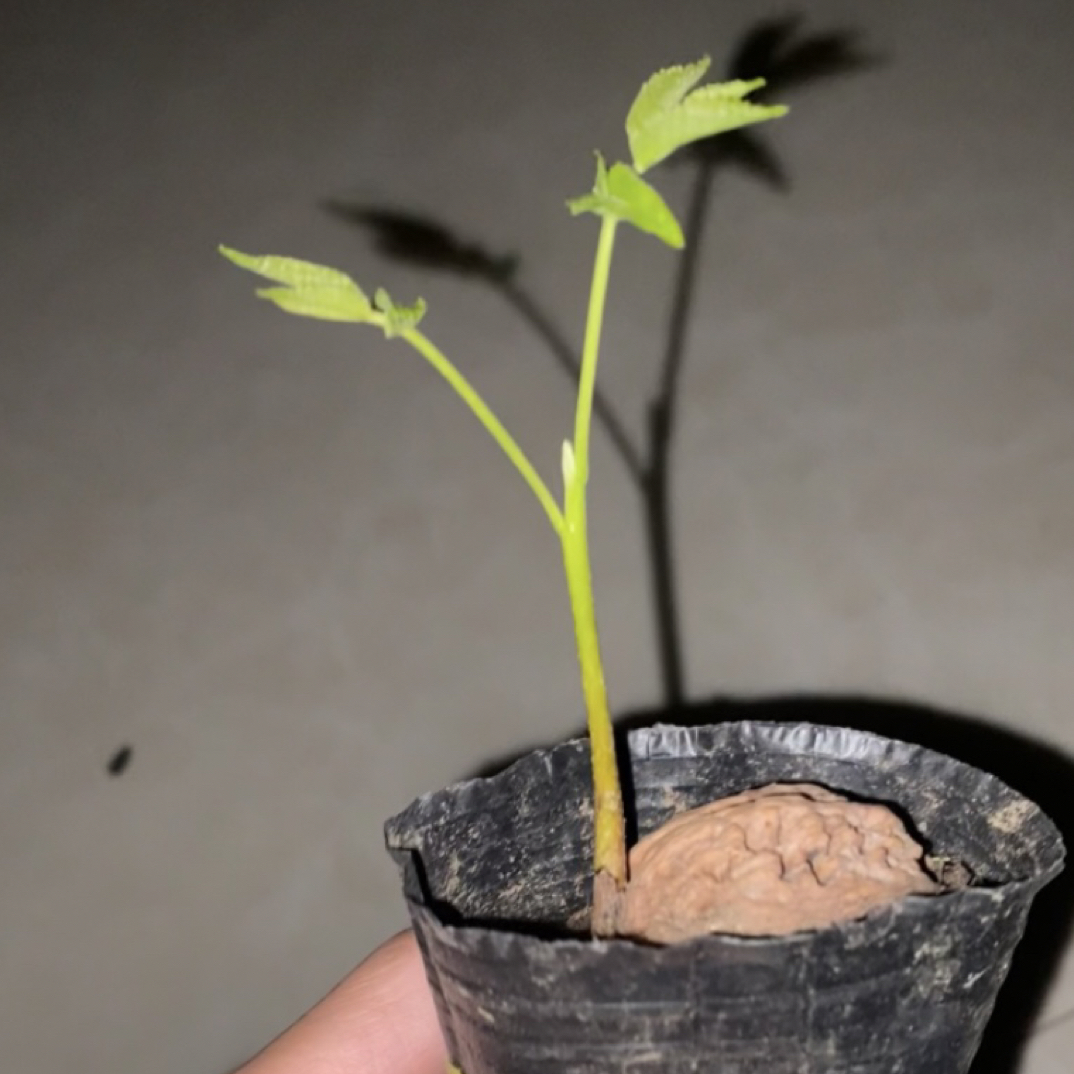 文玩核桃 原生苗（带绿叶） 注【【【拍完自己点头像加门】】】