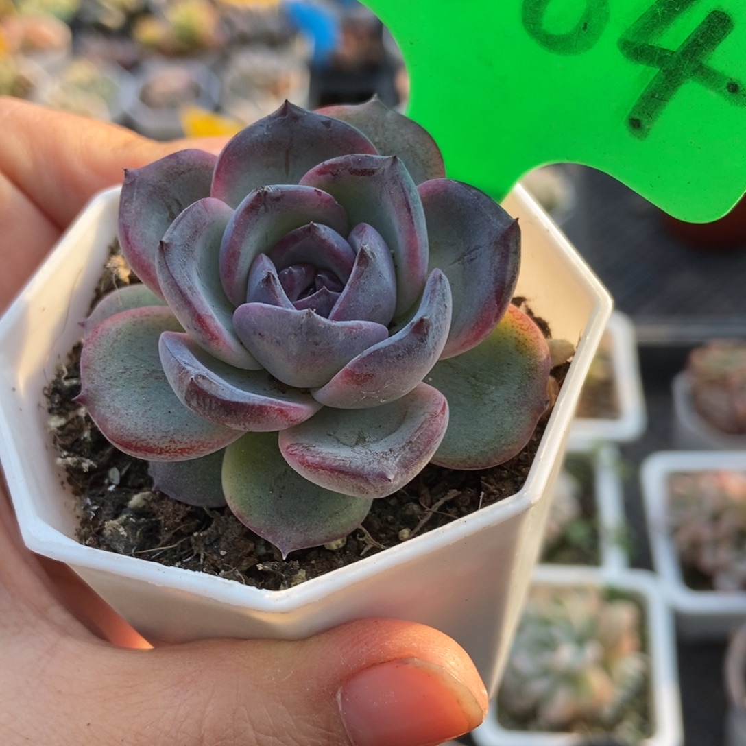 1664黑橙多肉植物duorou