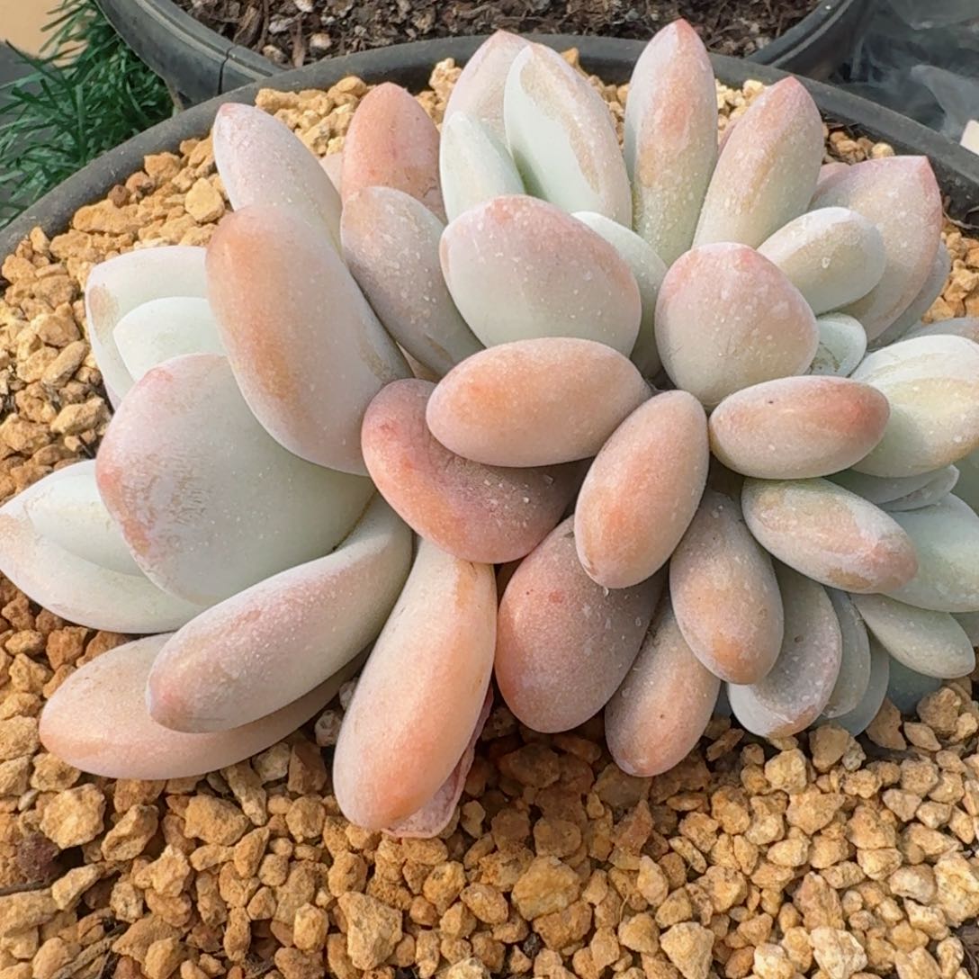 1852一物一拍（满28包邮