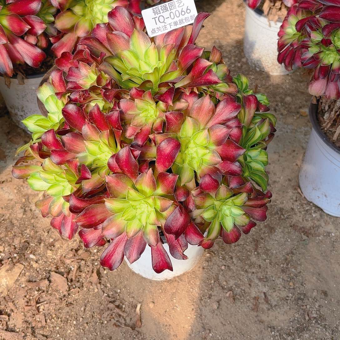 韶华多肉植物66园艺