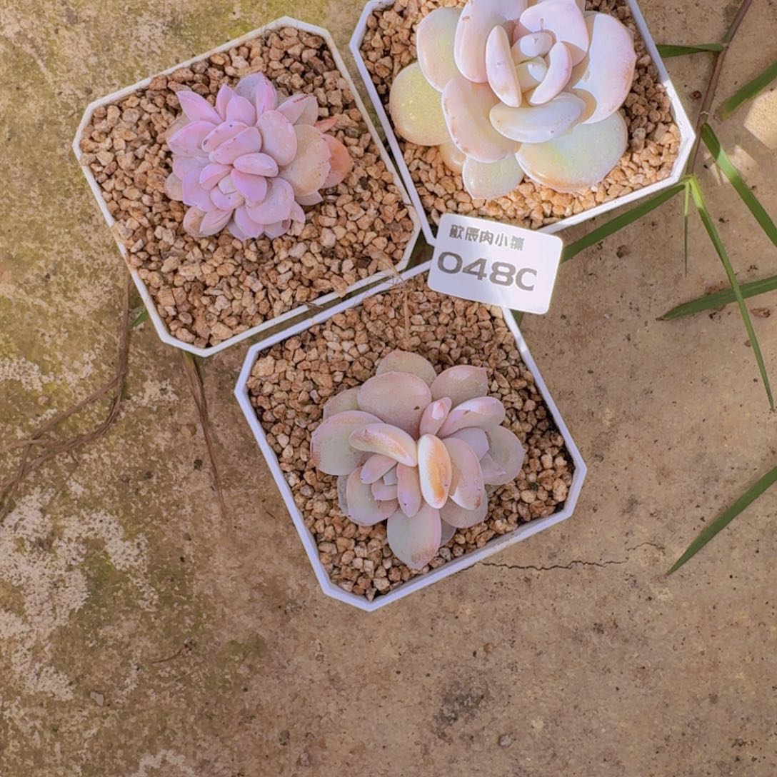 慧***头多肉植物奶茶三颗0480