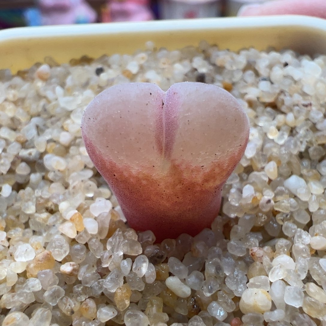 50。青蛙种源优选ry1777胭脂扣