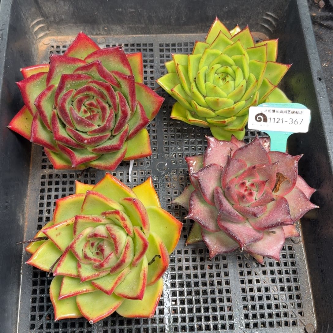 从前慢多肉精选编号1121.367