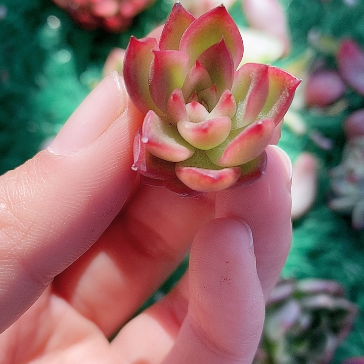 索菲亚一物一拍，