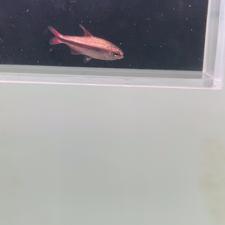 灯科鱼粉色牌4号 白金血魔