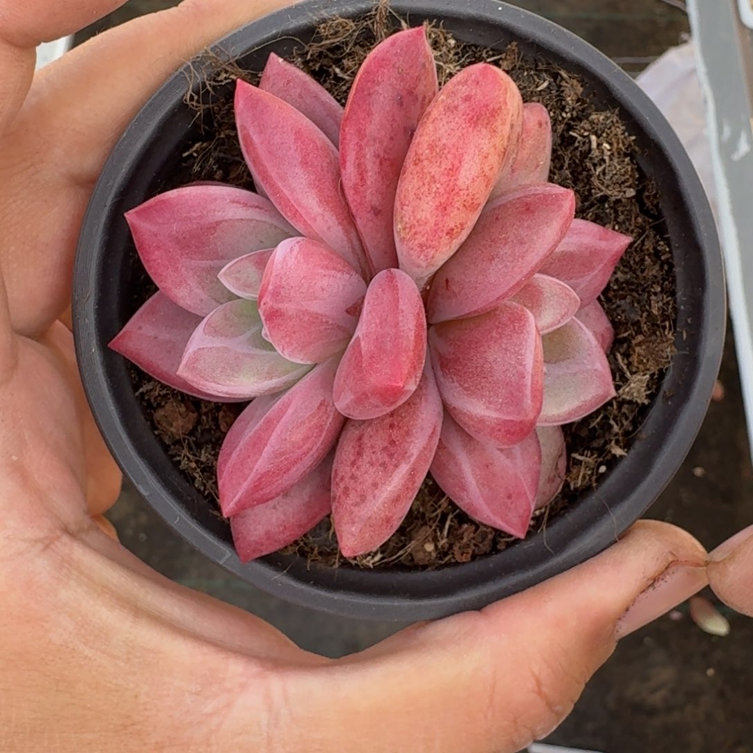 赫菲斯托 双头  一物一拍