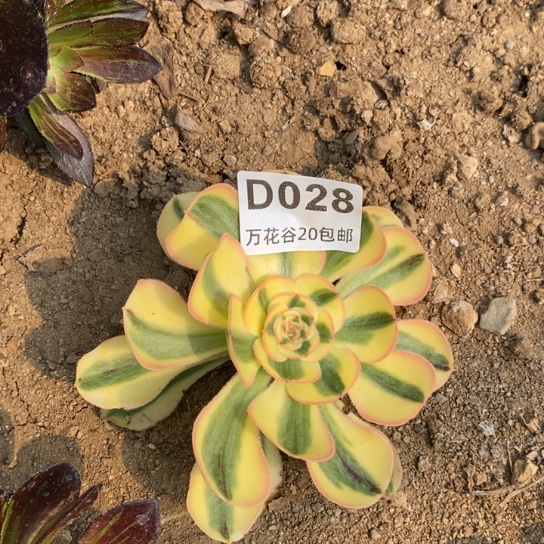 028王妃多肉植物