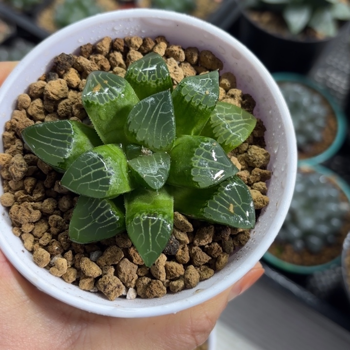 森之魅惑多肉植物（特价）