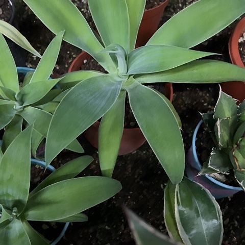 平***狐尾初绿龙舌兰植物