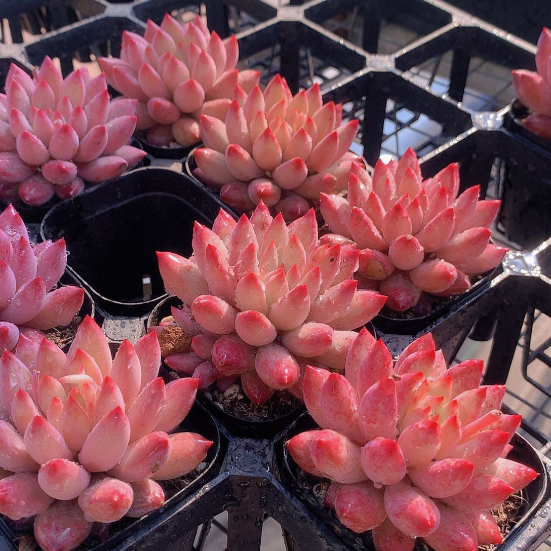 虞美人方盆24567899000000