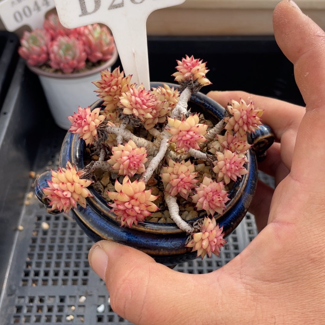 282不认识不带盆9厘米