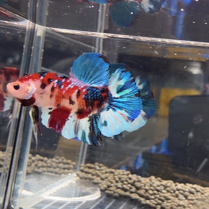 斗鱼黑21号巨丢将军