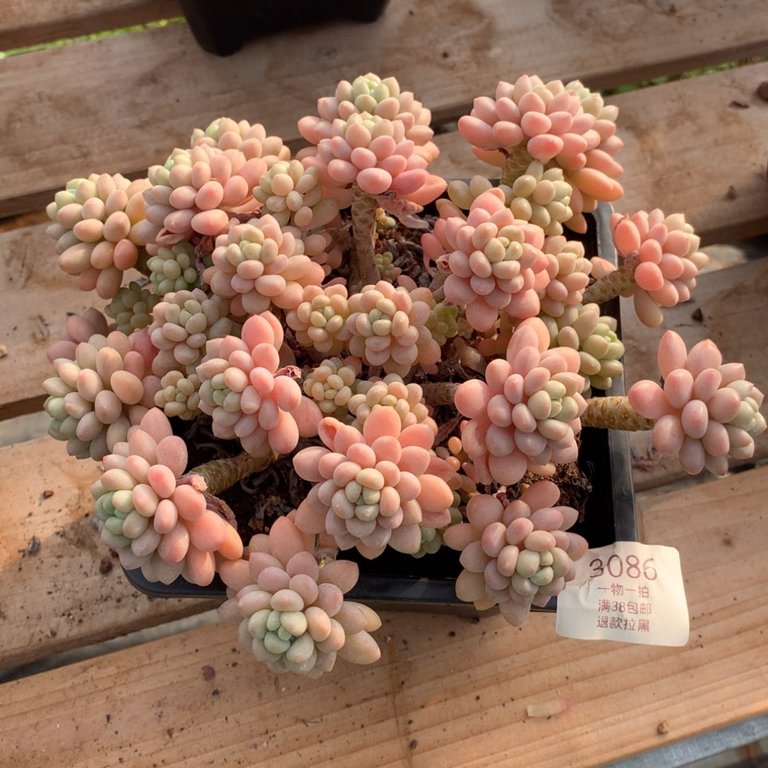 20厘米群生洛可可掉叶3086