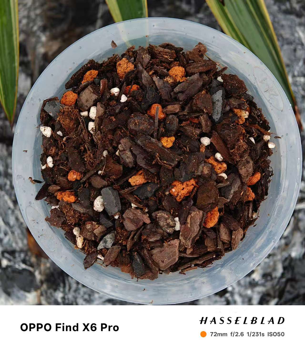 中颗粒五合一精品兰花植料适用所有兰科兰花营养土