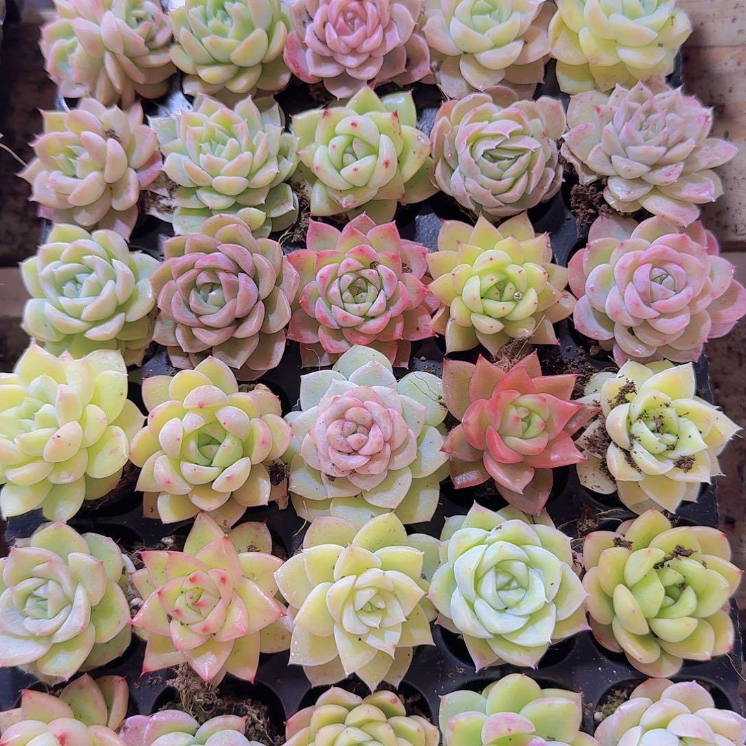 直播福利一物一拍323