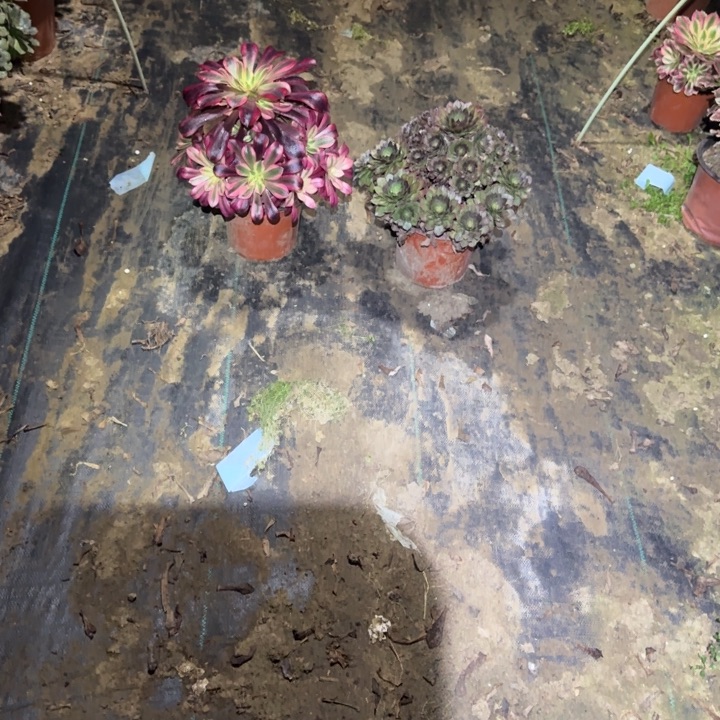 一单包邮不包侧枝16