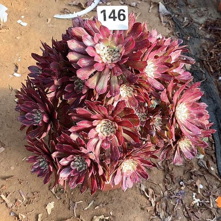 法师植物一物一拍