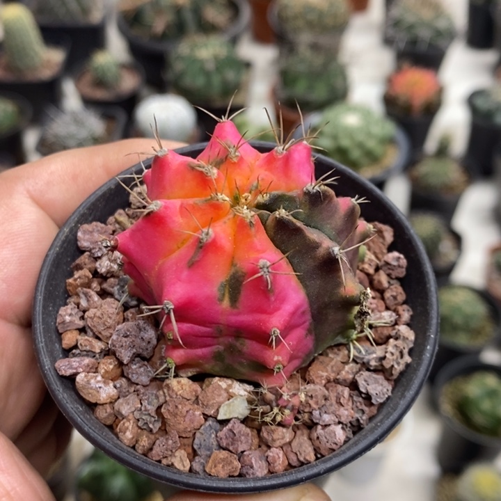 实生花蝴蝶牡丹锦特价