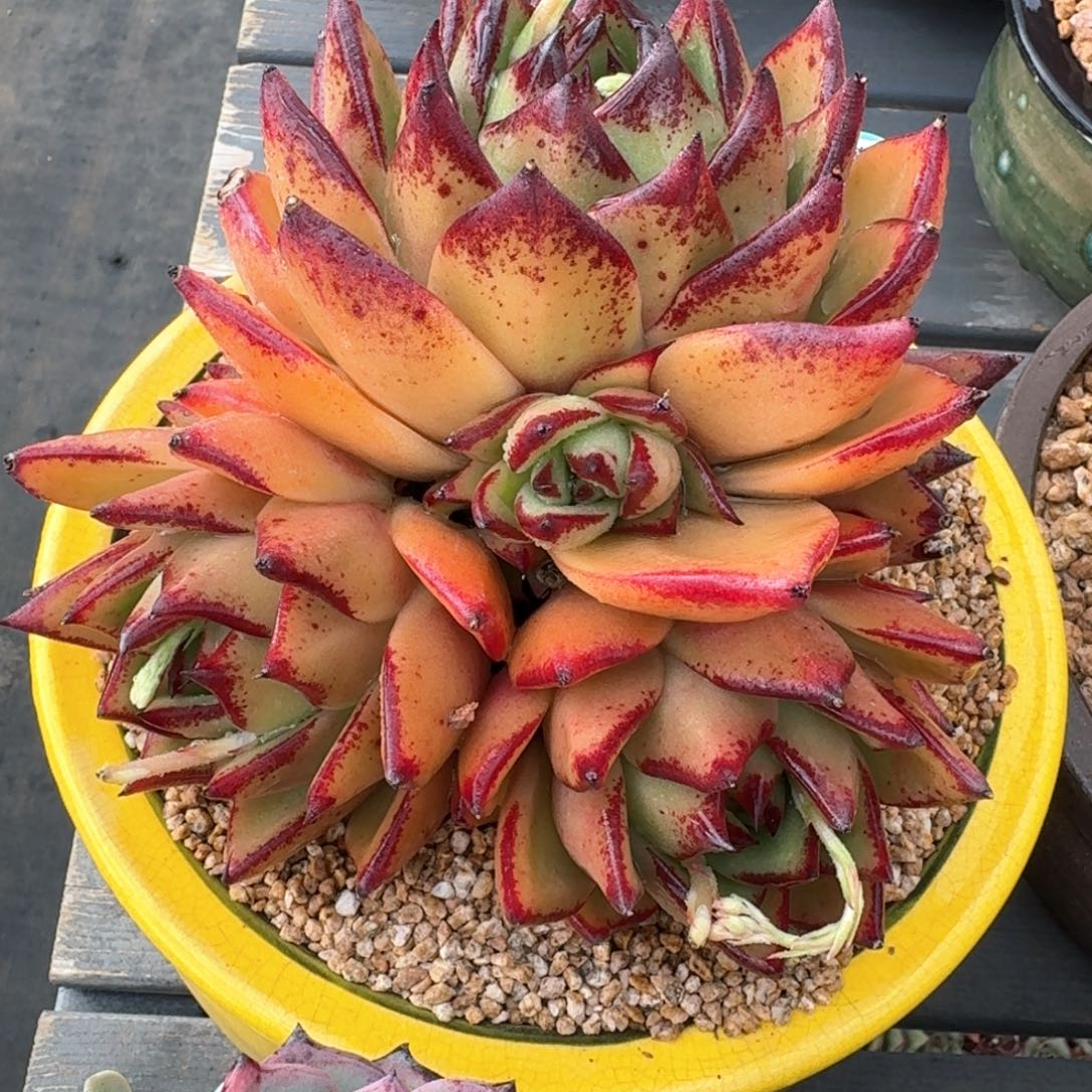 从前慢多肉精选编号0216.237