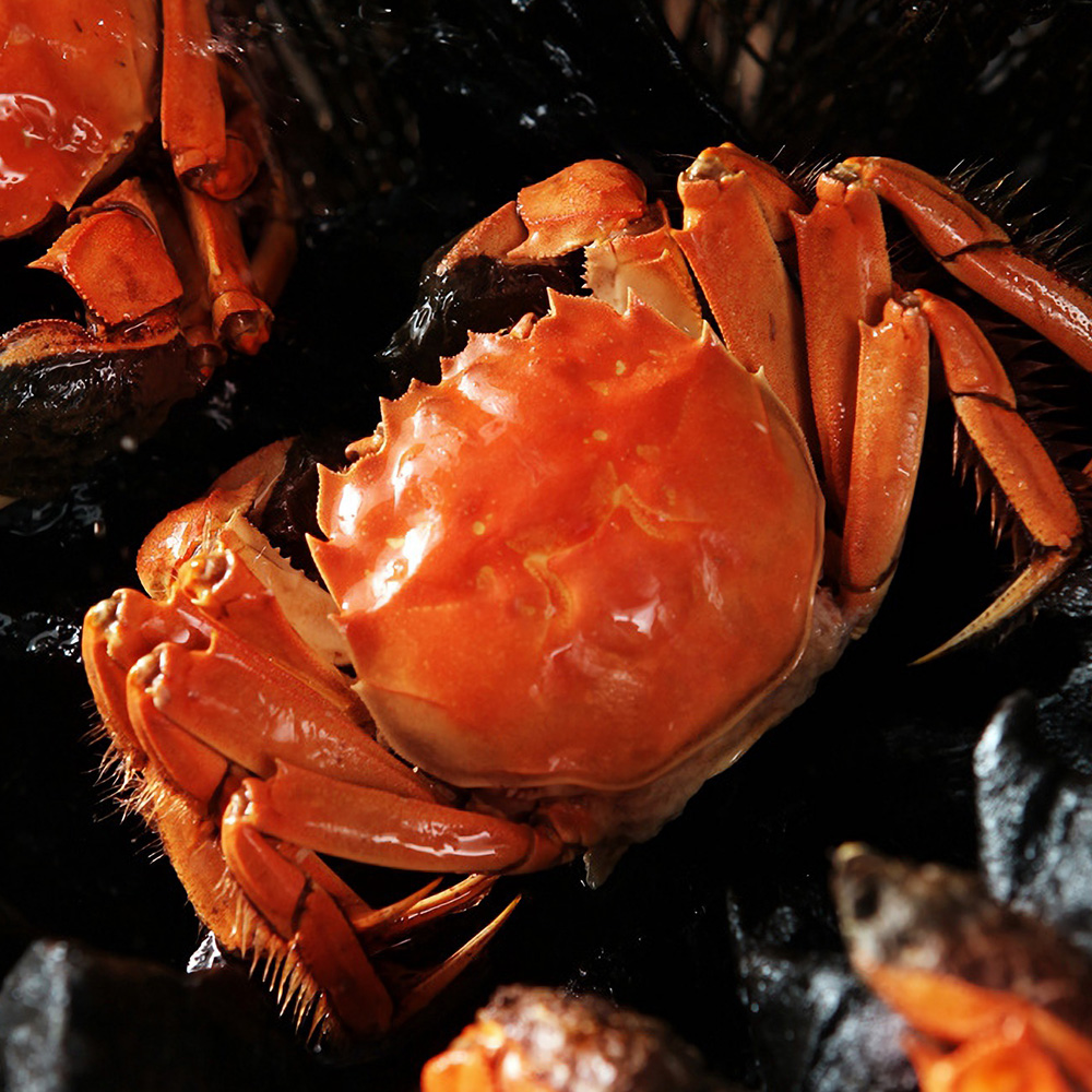 【公母活蟹】苏州精品大闸蟹公蟹5.0-4.7两母4.0-3.7两10只活蟹K