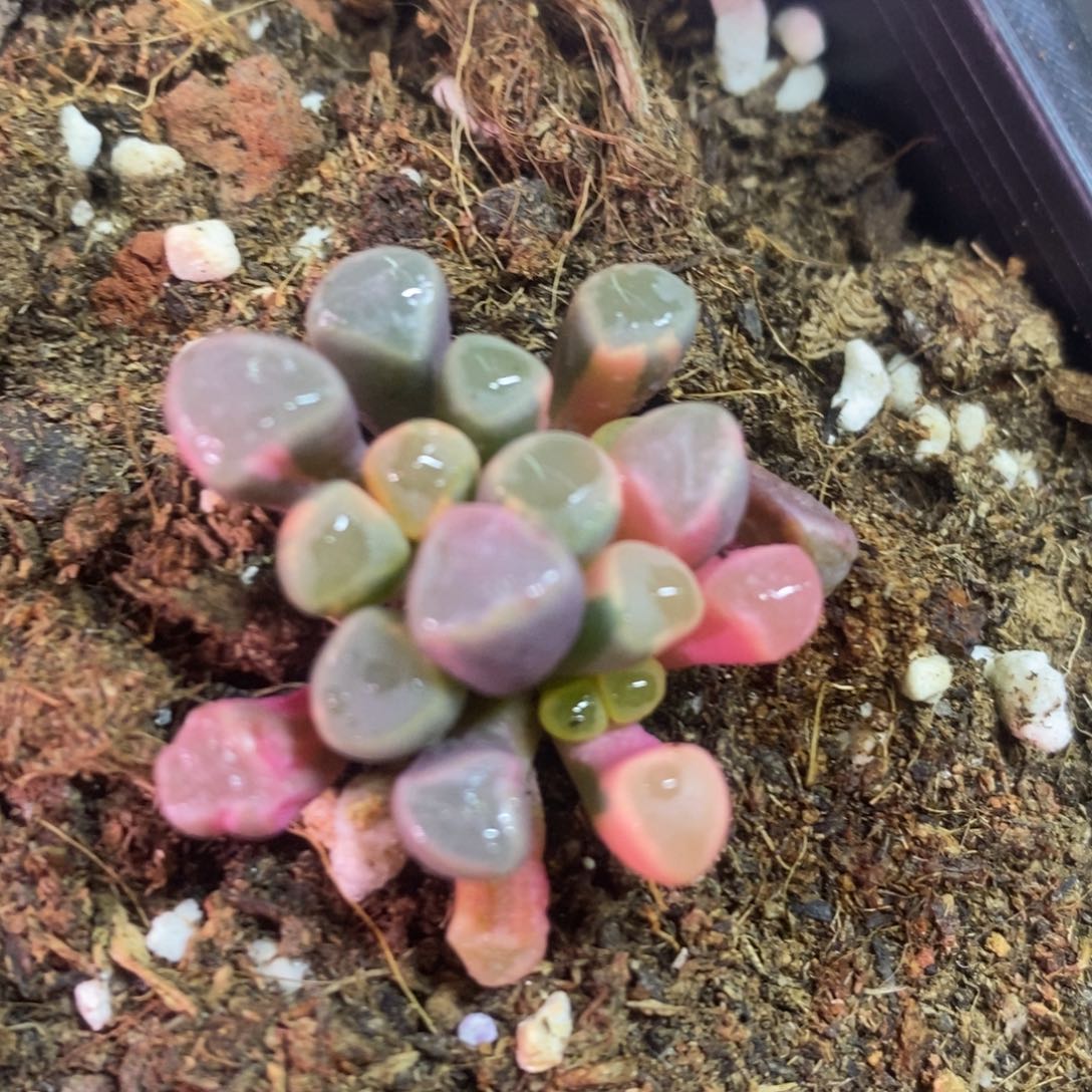 1038 多肉植物 多肉植物
