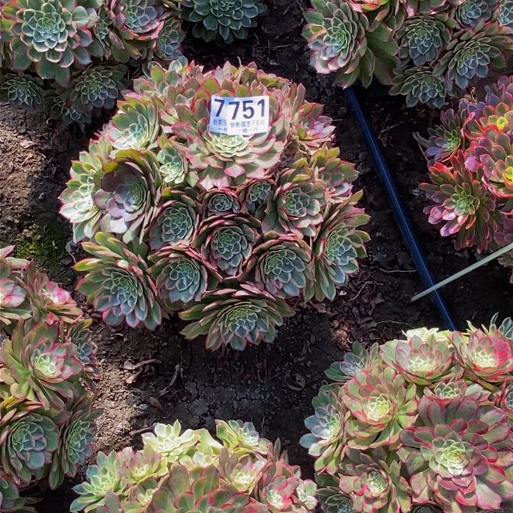 瑀*莲花花花27-39花花花花