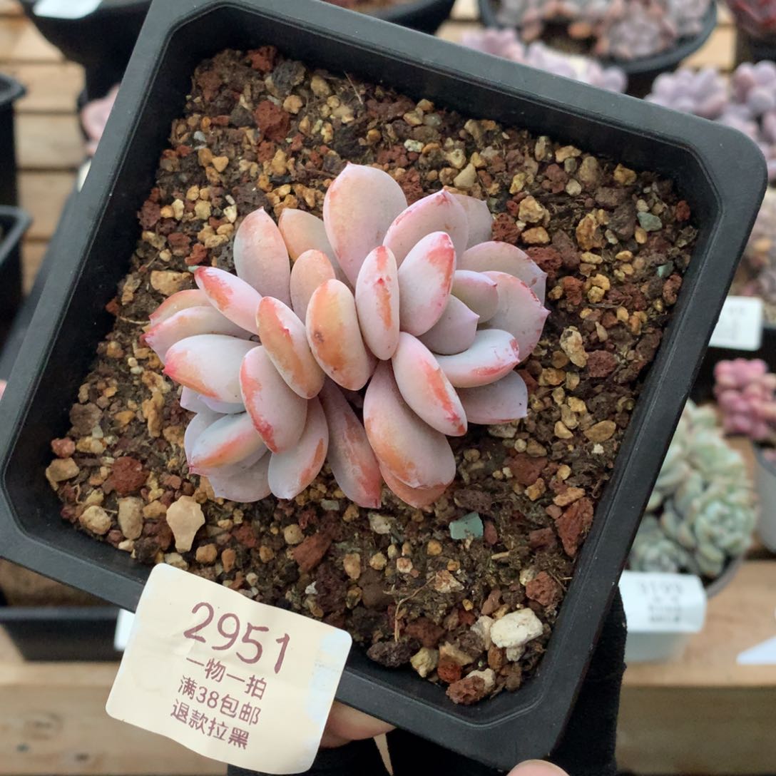 8厘米双头奶茶多肉2951