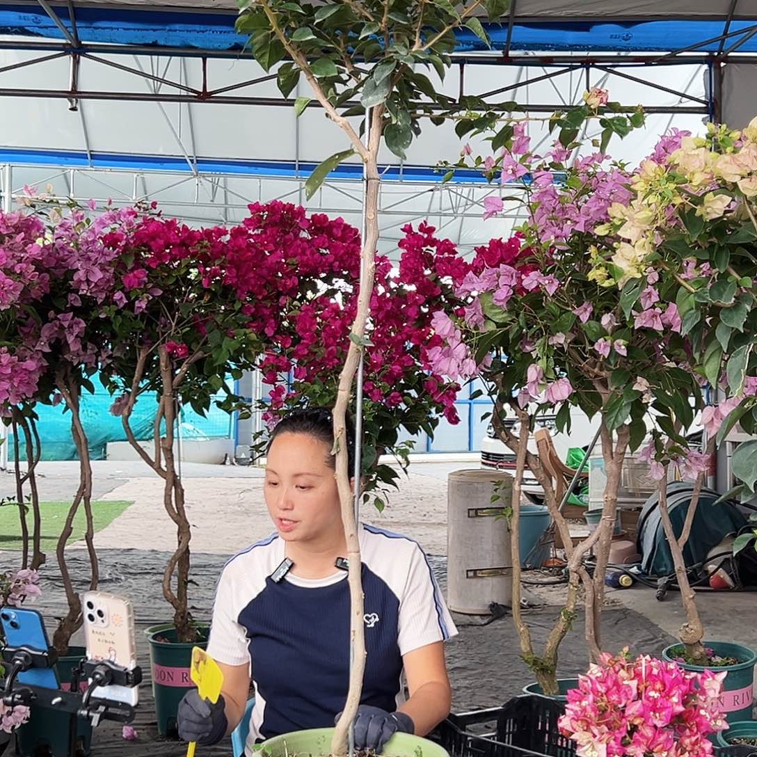 古***茶大部分花苞少量开放A51金娆