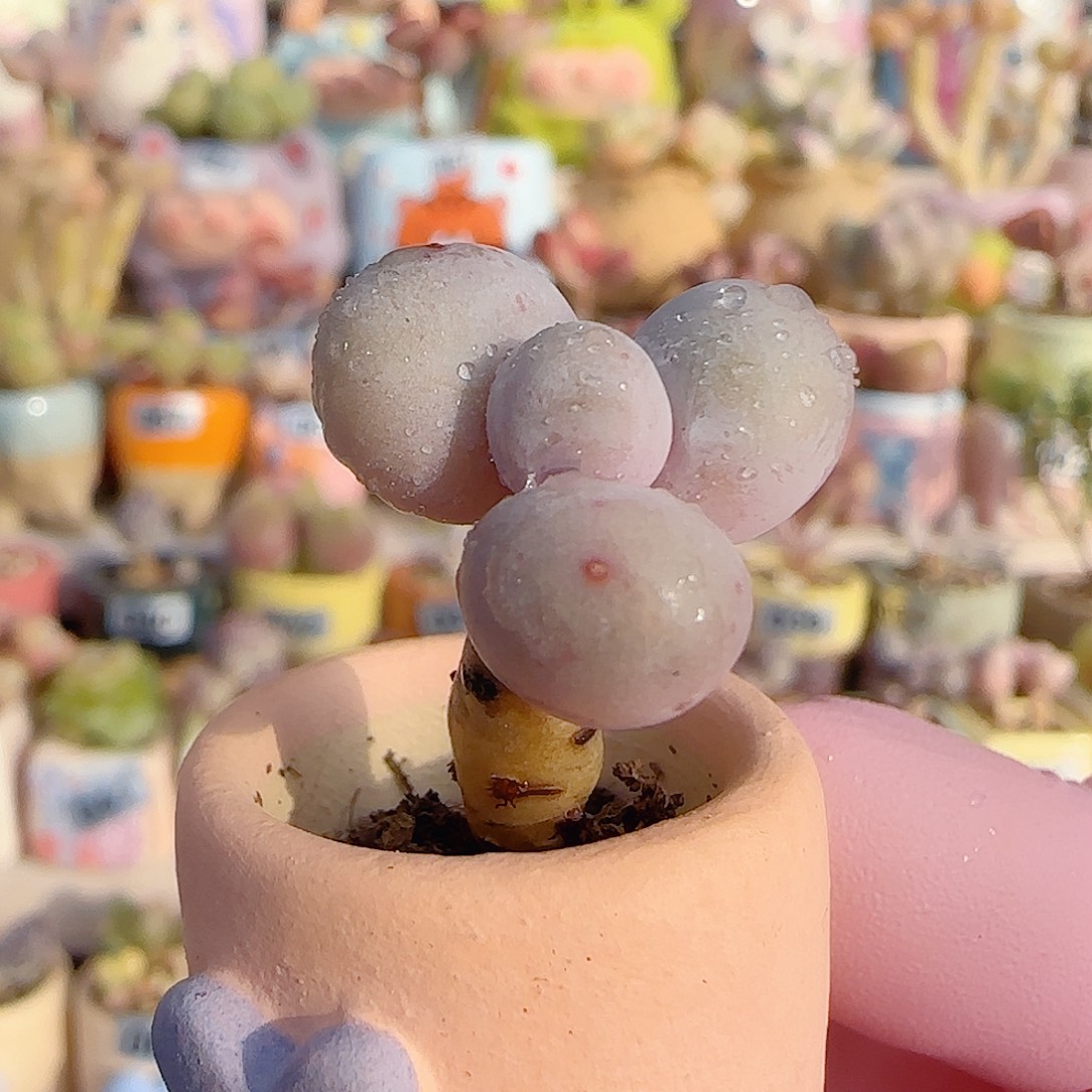 小蛋黄奶 盆口2cm