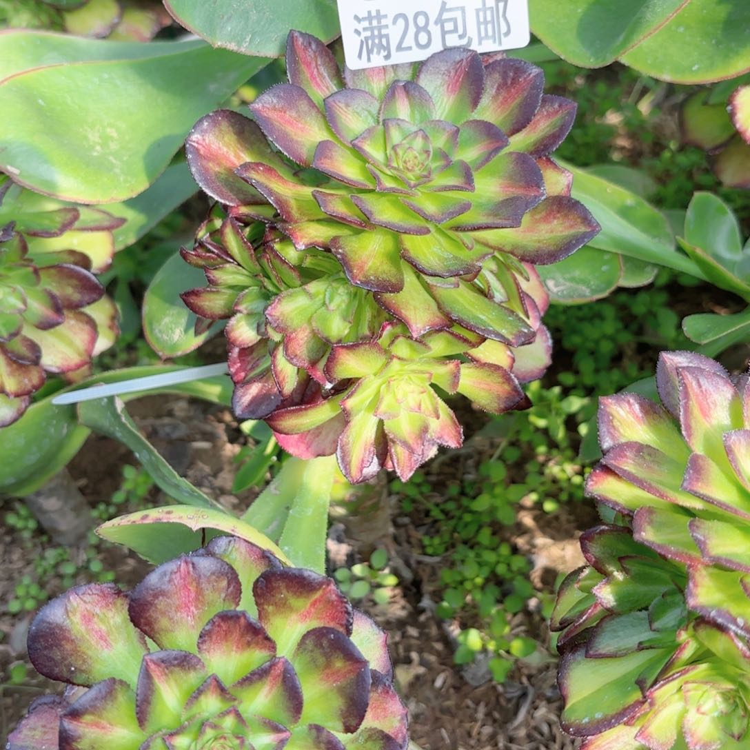 V 8501海王七彩多肉