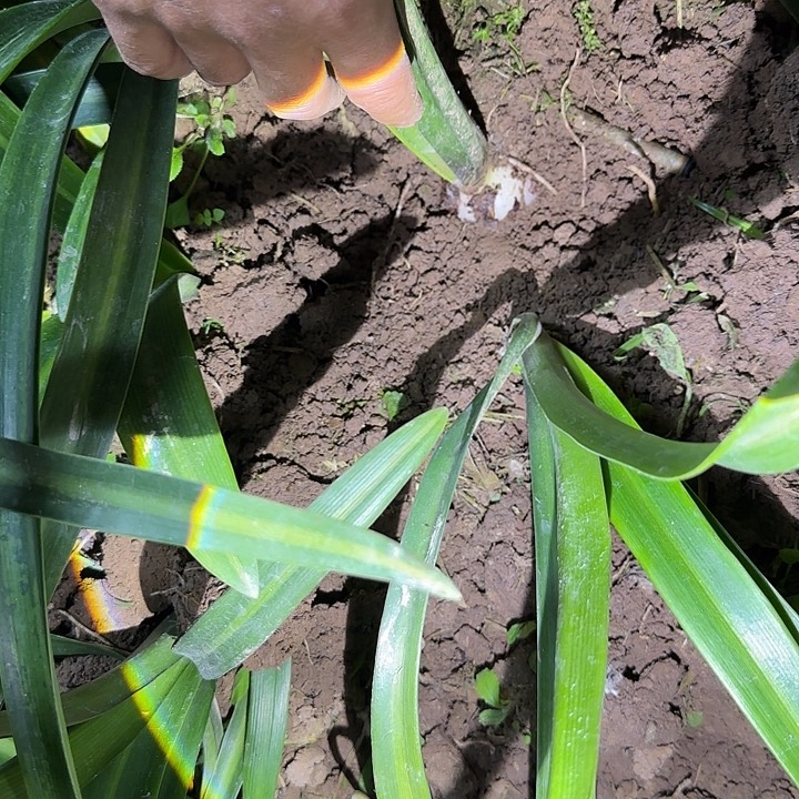 自育杂交白肋4.9厘米带1侧