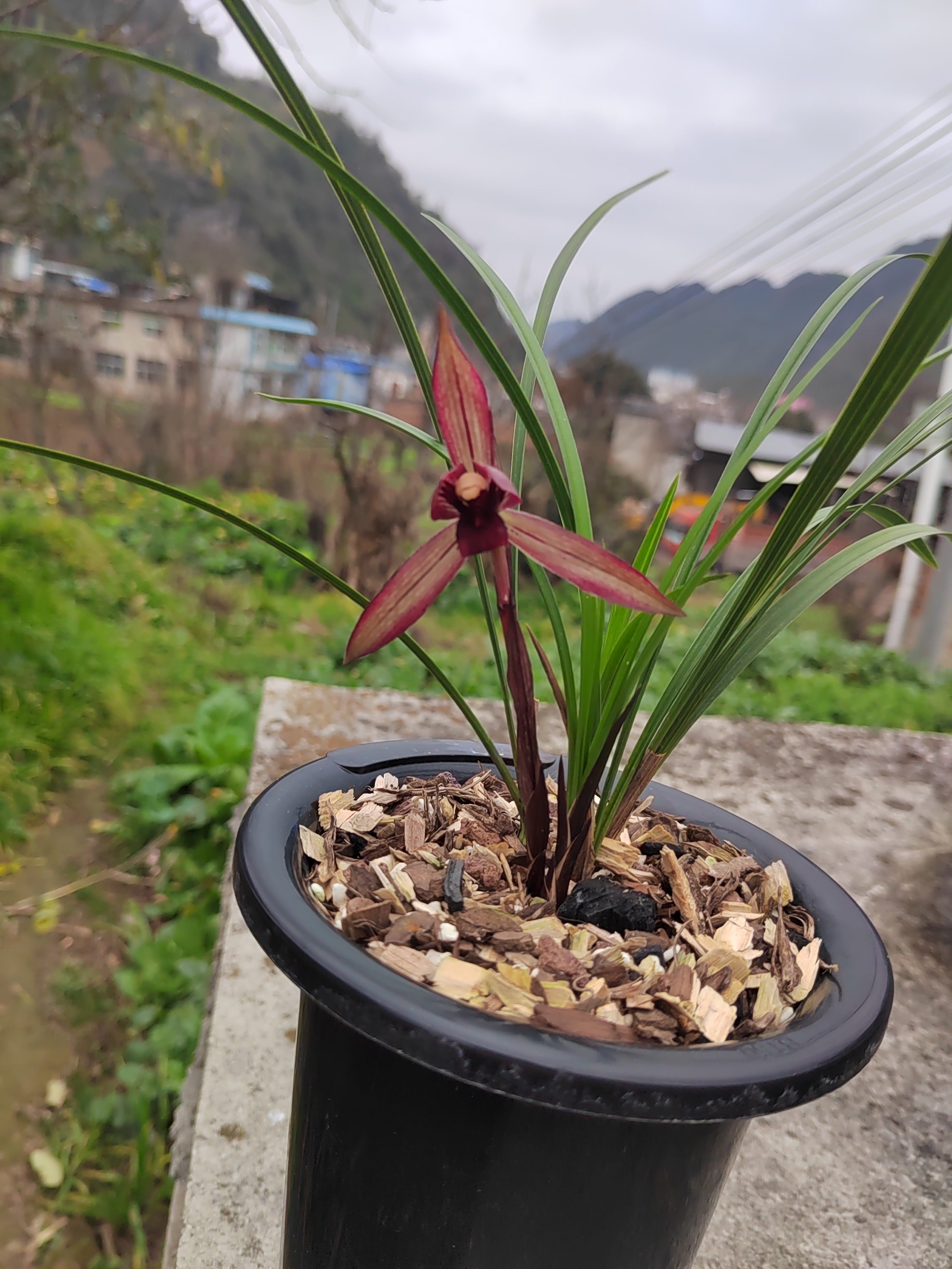 贵州兰花一物一拍