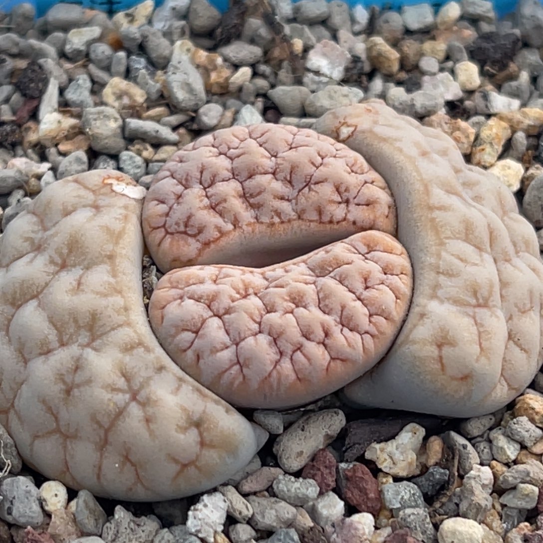 8490凹凸铁189一颗