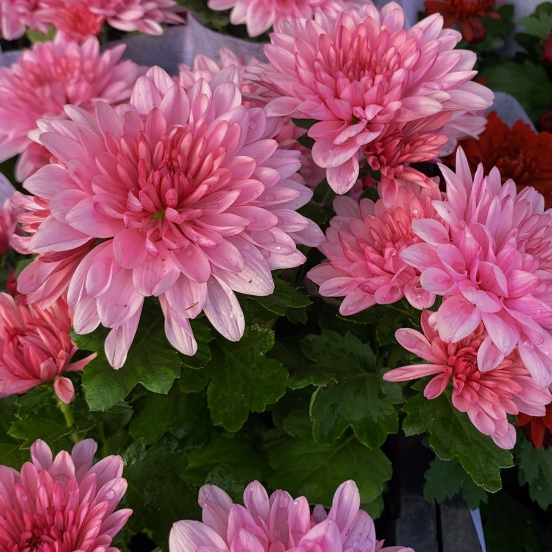 大部分花苞少量开放粉色菊花130规格盆