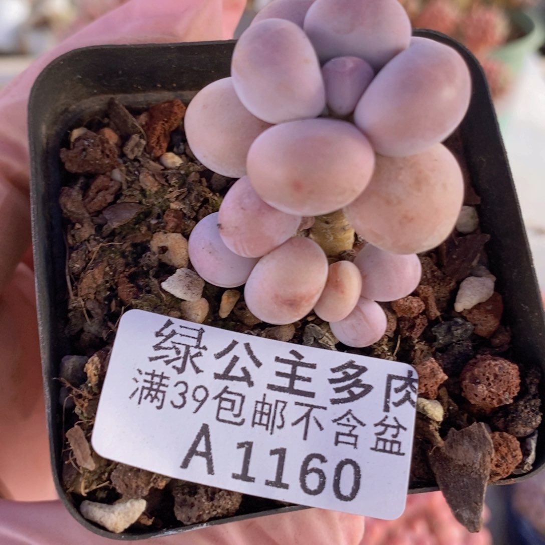 芭比奶洛5cm1160多肉植物