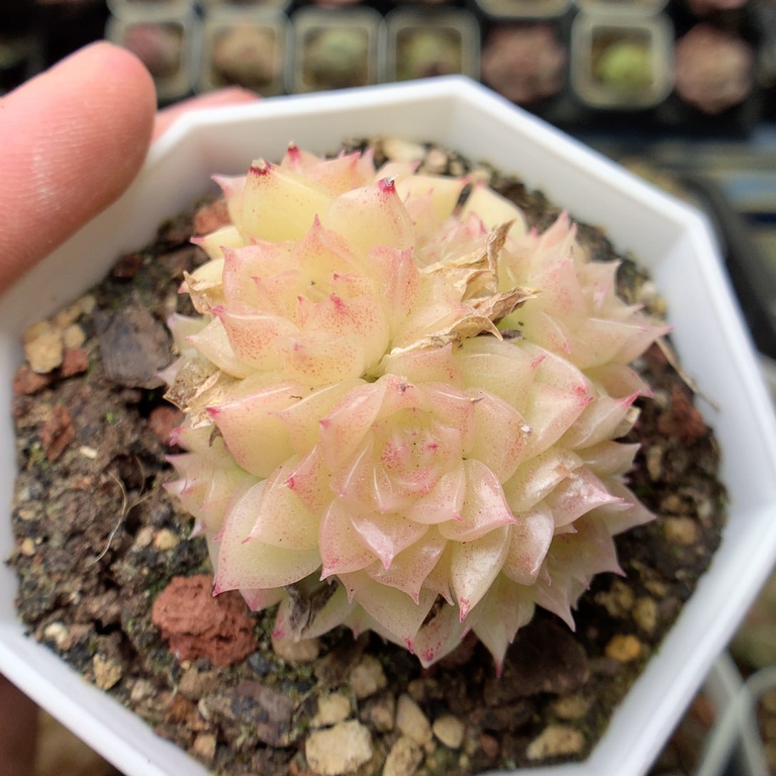 X6 ，20包邮两天凑单偏远不发货