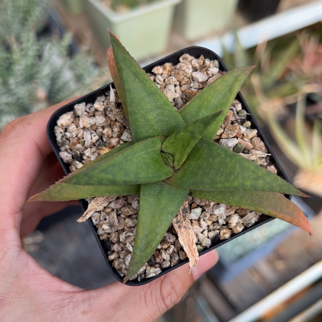 日系园艺芦荟 侧芽繁殖