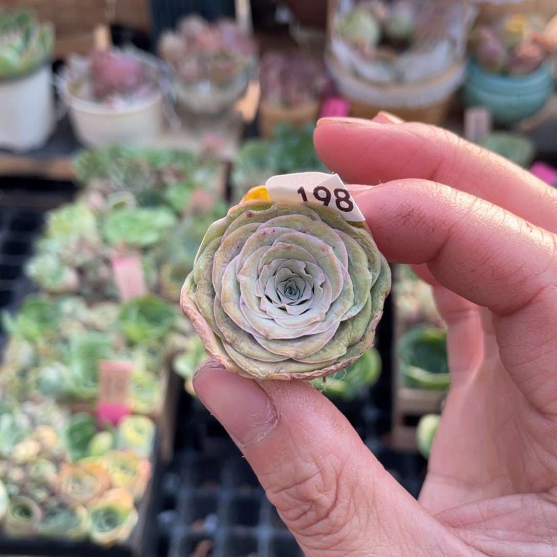 ****山地玫瑰多肉植物花卉云锦蕾丝198