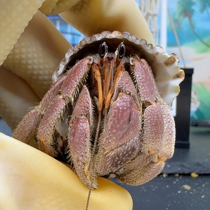 A42粉系 灰白2.5cm口径