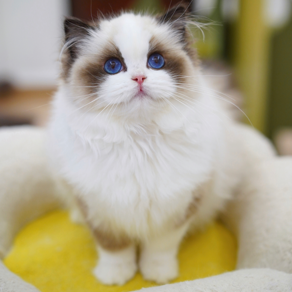 【海双布偶妹妹- 水冰月】宠物活体猫咪布偶猫