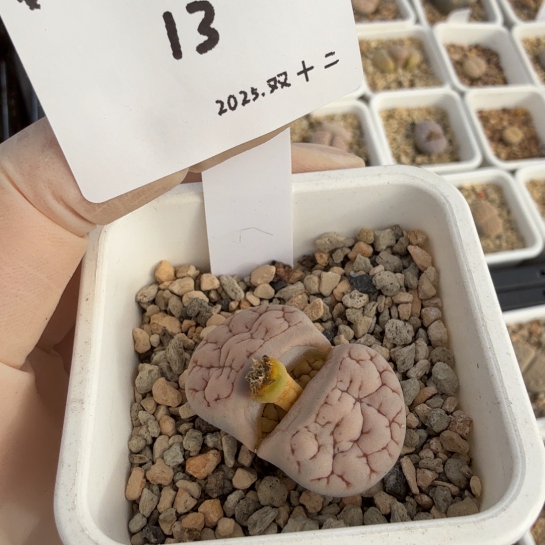 蛋***蛋多肉多肉多肉12-013 c189