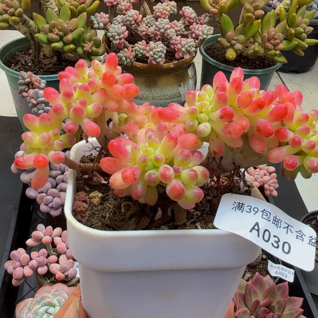 030/10cm乙女心缀多肉植物